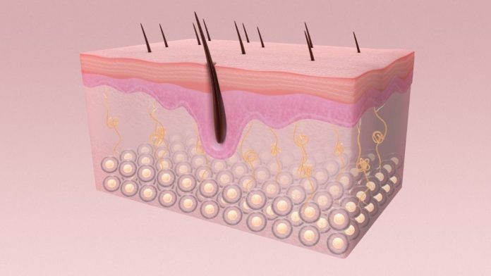 struktur dan fungsi kulit struktur dan fungsi kulit